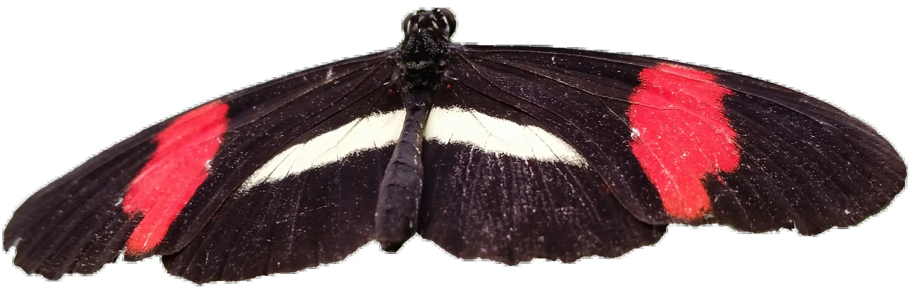 Borboleta de fundo