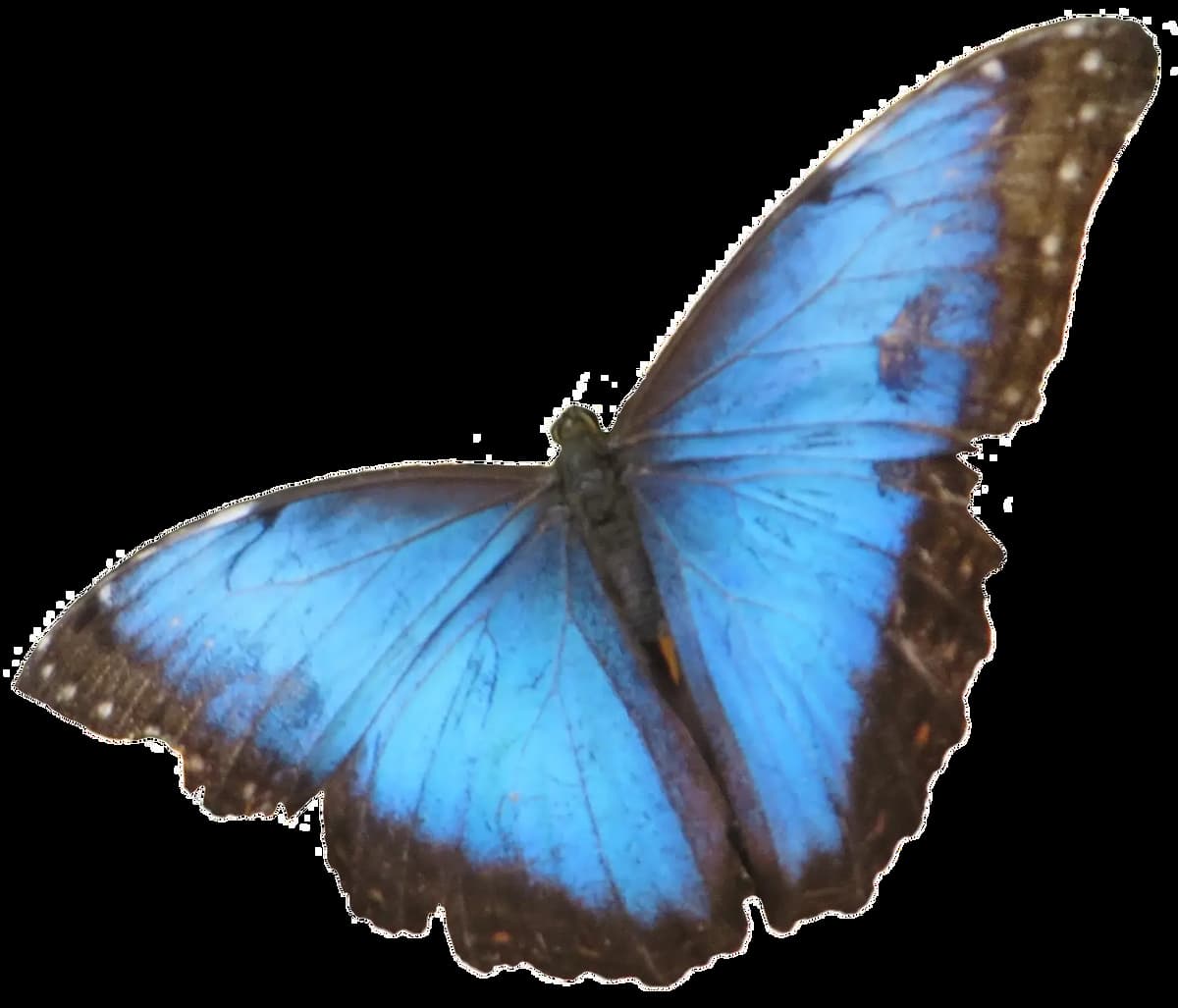 borboleta